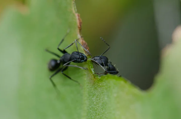 小蚂蚁在叶子上吃着红毛丹 Lomito Los Bueyes Ingenio 大加那利亚加那利群岛 西班牙 — 图库照片