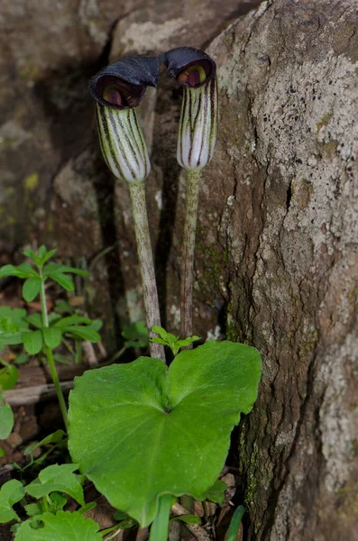 ロミト ブアイの野生植物 インジェニオ グラン カナリア カナリア諸島 スペイン — ストック写真