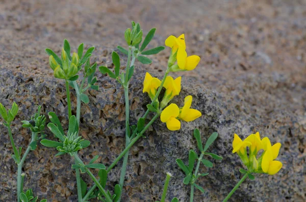 Plant Lotus Tenellus Bloem Ingenio Gran Canaria Canarische Eilanden Spanje — Stockfoto