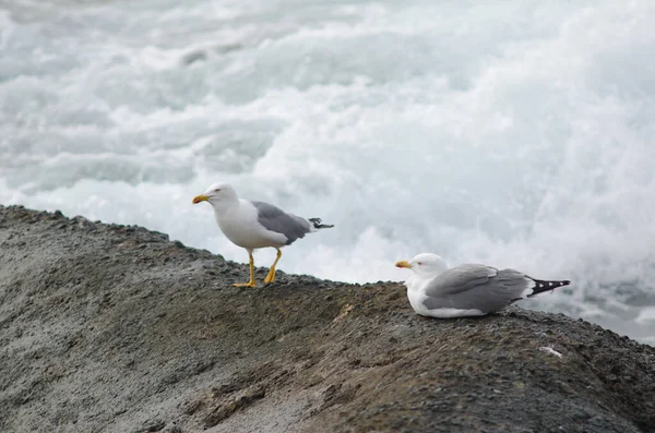 Κίτρινοι Γλάροι Larus Michahellis Atlantis Πλάγια Ντε Αρινάγκα Αγκίμ Γκραν — Φωτογραφία Αρχείου