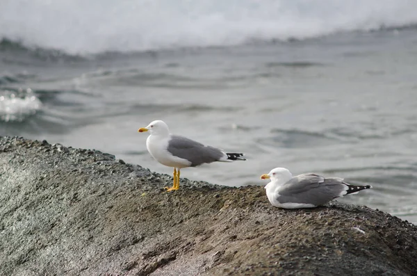 Gaivotas Pernas Amarelas Larus Michahellis Atlantis Playa Arinaga Aguimes Gran — Fotografia de Stock