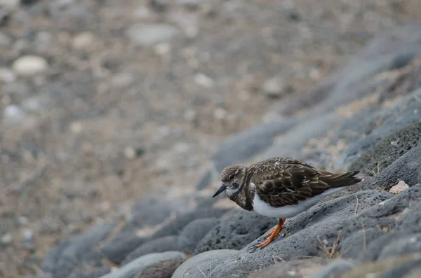 Ruddy Turnstone Arenaria Интерпретирует Аринаге Агимс Гран Канария Канарские Острова — стоковое фото