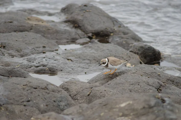 Gewone Plevier Charadrius Hiaticula Arinaga Aguimes Gran Canaria Canarische Eilanden — Stockfoto