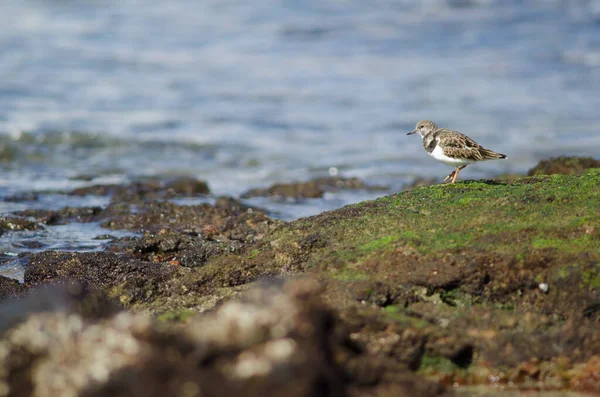 Ruddy Turnstone Arenaria Interpreteert Arinaga Aguimes Gran Canaria Canarische Eilanden — Stockfoto