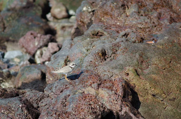 Pluvier Annelé Charadrius Hiaticula Arinaga Des Guimauves Gran Canaria Îles — Photo