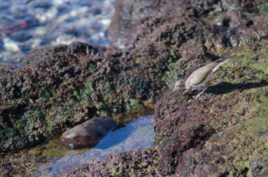 Arinaga 'da yaygın kum çulluğu Actitis hipoleucos avı. Aguimes. Büyük Kanarya. Kanarya Adaları. İspanya.