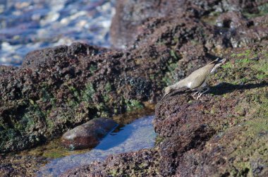 Arinaga 'da yaygın kum çulluğu Actitis hipoleucos avı. Aguimes. Büyük Kanarya. Kanarya Adaları. İspanya.