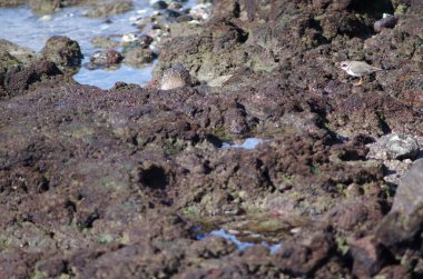 Arinaga 'da yaygın olarak görülen halkalı yağmurkuşu Charadrius hiaticula. Aguimes. Büyük Kanarya. Kanarya Adaları. İspanya.