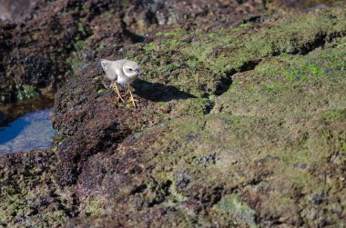 Arinaga 'da yaygın olarak görülen halkalı yağmurkuşu Charadrius hiaticula. Aguimes. Büyük Kanarya. Kanarya Adaları. İspanya.