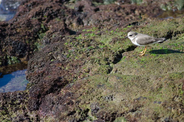 Pluvier Annelé Charadrius Hiaticula Arinaga Des Guimauves Gran Canaria Îles — Photo