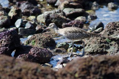 Arinaga 'daki Whimbrel Numenius phaeopus. Aguimes. Büyük Kanarya. Kanarya Adaları. İspanya.