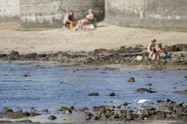 Küçük balıkçıl Egretta Garzetta arka planda avcıları ve insanları arıyor. Arinaga. Aguimes. Büyük Kanarya. Kanarya Adaları. İspanya.