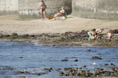 Küçük balıkçıl Egretta Garzetta ve arka plandaki insanlar. Arinaga. Aguimes. Büyük Kanarya. Kanarya Adaları. İspanya.