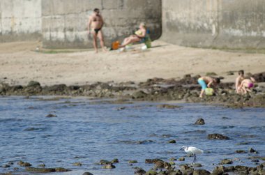 Küçük balıkçıl Egretta Garzetta ve arka plandaki insanlar. Arinaga. Aguimes. Büyük Kanarya. Kanarya Adaları. İspanya.