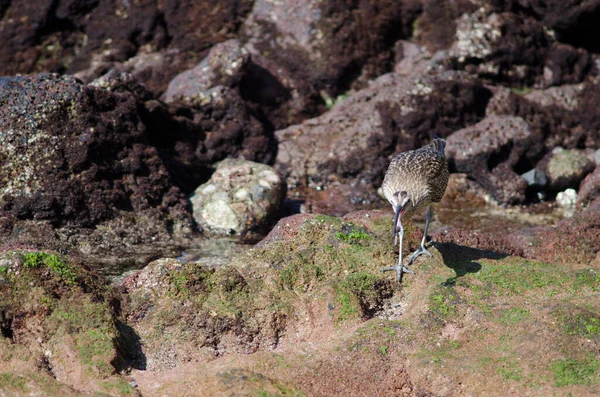 Regenbrachvogel Numenius Phaeopus Beim Fang Einer Krabbe Arinaga Aguimes Gran — Stockfoto