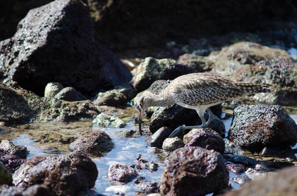 Whimbrel Numenius Faeopus Hledající Kořist Arinaga Aguimes Babi Canaria Kanárské — Stock fotografie