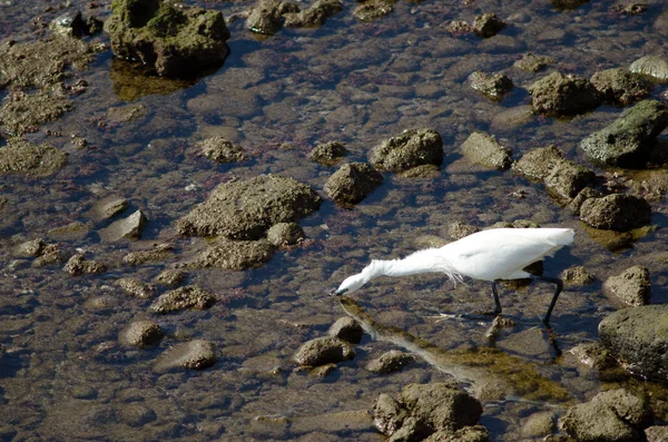 Pequeña Garza Egretta Pesca Garzetta Arinaga Aguimes Gran Canaria Islas — Foto de Stock