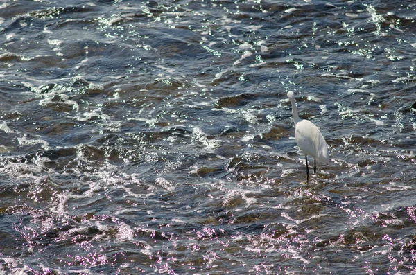 Lilla Egretta garzetta vid Arinagas kust. — Stockfoto