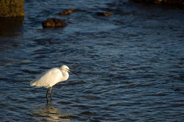 Petite aigrette Egretta garzetta sur la côte d'Arinaga. — Photo