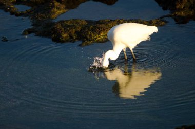 Küçük balıkçıl Egretta Garzetta Arinaga sahilinde balık tutuyor..