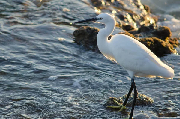 Petite aigrette Egretta garzetta sur la côte d'Arinaga. — Photo