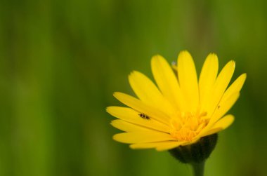 Gran Canaria 'nın kuzeyinde çiçek.
