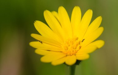 Gran Canaria 'nın kuzeyinde çiçek.