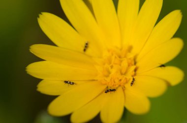 Gran Canaria 'nın kuzeyinde bir çiçekteki böcekler.