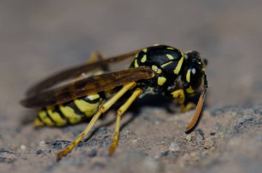 Kağıt eşekarısı Polistes gallicus yerde.