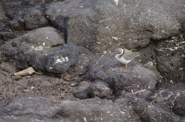 Arinaga 'da yaygın olarak görülen halkalı yağmurkuşu Charadrius hiaticula.
