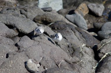 Sanderling Calidris Alba Arinaga sahilinde.