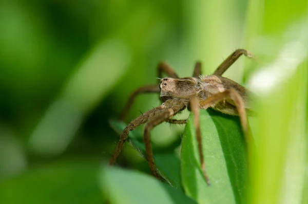 Aranha lobo na vegetação de um prado. — Fotografia de Stock