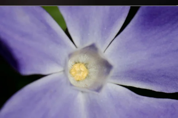 Detalj av en blomma av bigleaf periwinkle. — Stockfoto