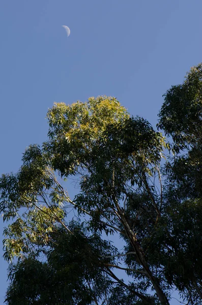 River red gum Eucalyptus calmadulensis and moon.