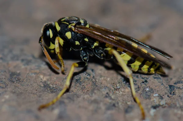 Avispa de papel Polistes gallicus en el suelo. —  Fotos de Stock