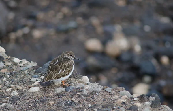 Ruddy turnstone Arenaria tolkar vid Arinagas kust. — Stockfoto