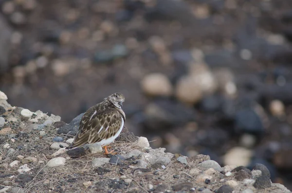 Ruddy turnstone Arenaria tolkar vid Arinagas kust. — Stockfoto