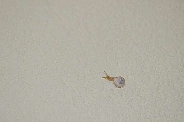 墙上的白色花园蜗牛Theba pisana. — 图库照片