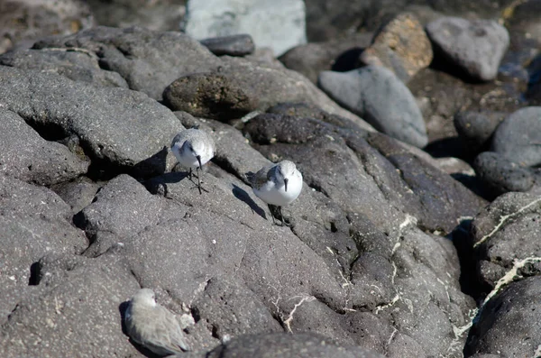 Sanderling Calidris Alba Arinaga sahilinde.