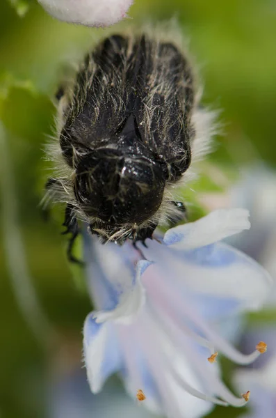 Beetle Tropinota squalida canariensis feeding on a flower of Echium decaisnei. — Stock Photo, Image