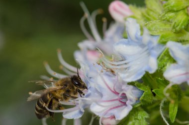Honey bee Apis mellifera feeding on a flower of Echium decaisnei.