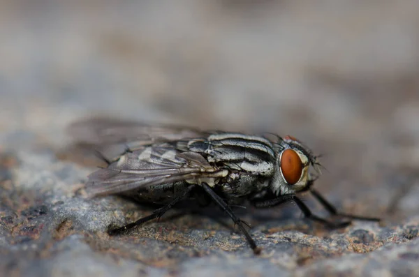 Gemeine Fleischfliege Sarcophaga carnaria auf einem Felsen. — Stockfoto