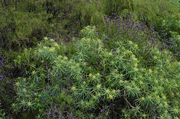 Guayadeque vadisinde Euphorbia regis-jubae ve Lavandula minute olii çalıları. — Stok fotoğraf