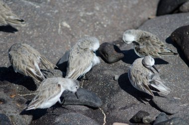 Sanderling Calidris Alba ve Lanetli Dönüm Taşı Arenia yorumluyor.