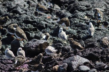 Sanderling Calidris Alba ve Lanetli Dönüm Taşı Arenia yorumluyor.