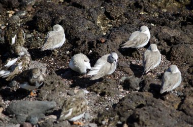 Sanderling Calidris Alba ve Lanetli Dönüm Taşı Arenia yorumluyor.