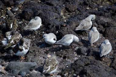 Sanderling Calidris Alba ve Lanetli Dönüm Taşı Arenia yorumluyor.