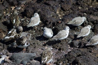 Sanderling Calidris Alba ve Lanetli Dönüm Taşı Arenia yorumluyor.
