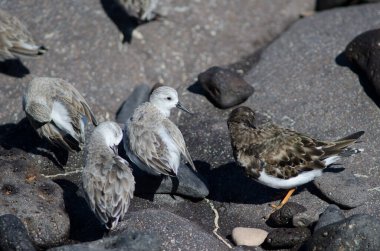 Sanderling, Arinaga sahilinde güzelleşiyor..