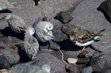 Sanderling Arinaga sahilinde dinleniyor..